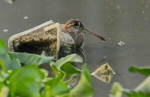 Esforços comunitários revitalizam o lago Nanmangalam em meio a desafios ambientais