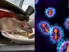 Explicador: O surto de hantavírus pode se tornar Covid 2.0?