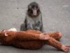 Punch the Monkey’s Recinto supostamente invadido como manobra de bombeamento de Memecoin