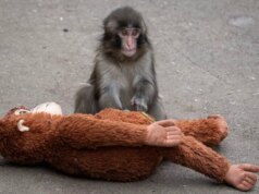 Punch the Monkey’s Recinto supostamente invadido como manobra de bombeamento de Memecoin