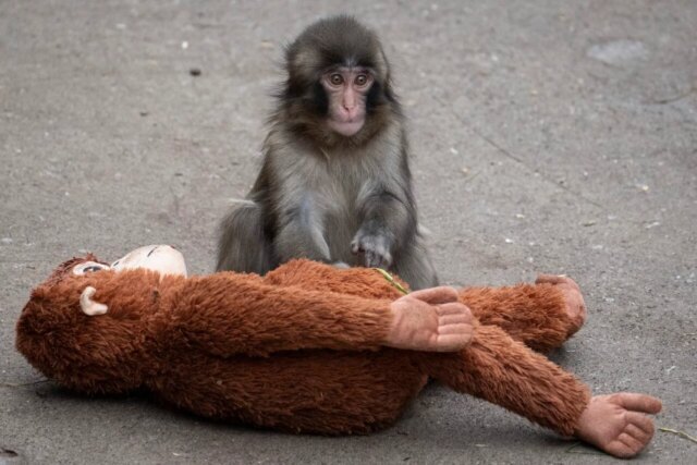 punch-the-monkey-1280x853.jpg