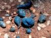 ‘Earth Mango’ rara encontrada em Kerala: o fungo escondido que os moradores locais chamam de Nilamanga voltou novamente