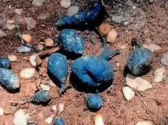 ‘Earth Mango’ rara encontrada em Kerala: o fungo escondido que os moradores locais chamam de Nilamanga voltou novamente