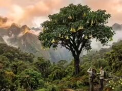 Cientistas descobrem uma árvore gigante de 66 pés nos Andes e está relacionada com tomates e batatas
