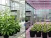Os cientistas descobrem que a luz pode retardar o crescimento das plantas; aqui está como funciona