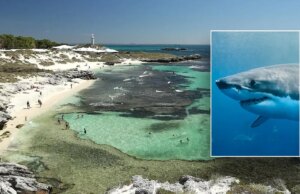 Homem morre após ataque de um grande tubarão branco de 13 pés perto de um fashionable resort em uma ilha: autoridades