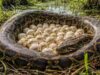 Cobras por toda parte: 120 ovos de píton birmanesa descobertos em Everglades, na Flórida