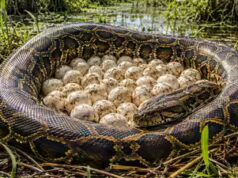 Cobras por toda parte: 120 ovos de píton birmanesa descobertos em Everglades, na Flórida