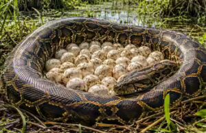 Cobras por toda parte: 120 ovos de píton birmanesa descobertos em Everglades, na Flórida