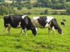 A bússola das vacas: como as vacas usam secretamente o campo magnético da Terra enquanto pastam