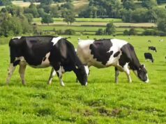A bússola das vacas: como as vacas usam secretamente o campo magnético da Terra enquanto pastam