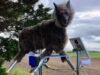 Por que os terríveis “lobos robôs” do Japão são procurados em meio a ataques de ursos