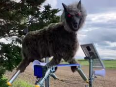Por que os terríveis “lobos robôs” do Japão são procurados em meio a ataques de ursos
