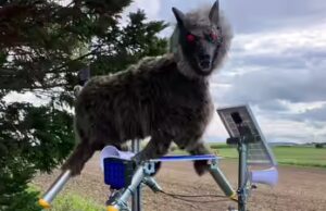 Por que os terríveis “lobos robôs” do Japão são procurados em meio a ataques de ursos