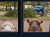 Crítica do filme: Em ‘The Sheep Detectives’, os detetives particulares têm lã sobre os olhos