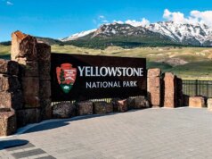 Ataque de urso no Parque Nacional de Yellowstone deixa 2 caminhantes feridos
