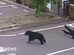 Assista: Homem atacado por urso em siderúrgica no Japão