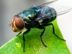 Bicheira carnívora é confirmada nos EUA, dizem autoridades