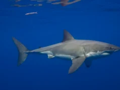 Os grandes tubarões brancos estão no Mar Mediterrâneo há milhões de anos – mas os avistamentos são incrivelmente raros