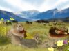 Cocô de esquilo que information da última period glacial está cheio de DNA de mamute e cavalo