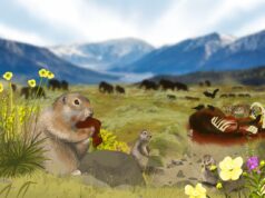 Cocô de esquilo que information da última period glacial está cheio de DNA de mamute e cavalo