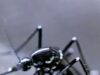 O mundo tem um problema de mosquitos. Veja como os cientistas estão tentando resolver isso