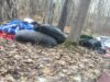 Riscos de conflito e doenças aumentam quando acampamentos de sem-teto invadem o habitat urbano dos coiotes, alerta estudo