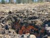 Fungos amantes do fogo são os primeiros a responder à natureza após incêndios florestais, preparando o solo para o renascimento