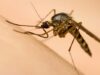 As enterradas de mosquitos estão se esgotando à medida que a temporada de insetos e a tendência do ‘balde da desgraça’ colidem