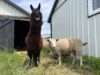 Sask. Veterinário recruta ovelha tagarela para ser melhor amiga de lhama cega