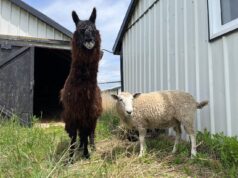 Sask. Veterinário recruta ovelha tagarela para ser melhor amiga de lhama cega