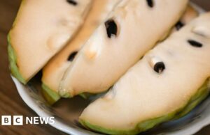 A importação de pinhas pela China está despertando temores em Taiwan