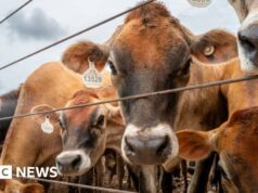 Canadá proíbe gado do Texas por causa de surto de bicheira carnívora nos EUA