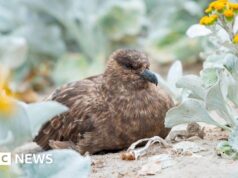 Austrália confirma primeiro caso de gripe aviária H5N1 enquanto o vírus atinge todos os continentes