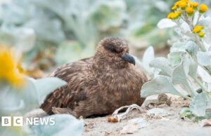 Austrália confirma primeiro caso de gripe aviária H5N1 enquanto o vírus atinge todos os continentes