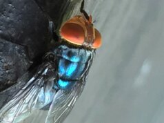 Bicheira carnívora do Novo Mundo encontrada em bezerro do Texas, diz USDA