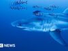Imagens raras capturadas do grande tubarão branco no Mar Mediterrâneo