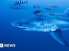 Imagens raras capturadas do grande tubarão branco no Mar Mediterrâneo