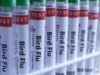 Gripe aviária H5N1 confirmada na Austrália pela primeira vez, o que significa que o vírus já atingiu todos os continentes