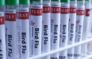 Gripe aviária H5N1 confirmada na Austrália pela primeira vez, o que significa que o vírus já atingiu todos os continentes