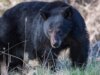 Casal da Califórnia luta contra urso preto de 30 quilos com machadinha e garrafa de água do lado de fora de casa