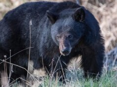 Casal da Califórnia luta contra urso preto de 30 quilos com machadinha e garrafa de água do lado de fora de casa