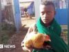 Menino de 12 anos conquista corações depois de tentar internar uma galinha doente em um hospital etíope