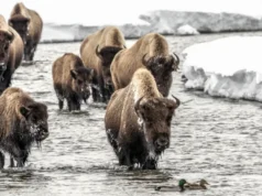 Fotógrafo de vida selvagem compartilha a beleza do Parque Nacional de Yellowstone através de suas lentes