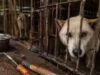 4 lakh cães desapareceram antes da proibição da carne na Coreia do Sul. Para onde foram centenas de milhares de cães?