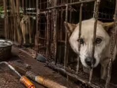 4 lakh cães desapareceram antes da proibição da carne na Coreia do Sul. Para onde foram centenas de milhares de cães?