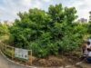 De Tóquio a Delhi: como as ‘florestas Miyawaki’ de rápido crescimento estão remodelando as paisagens urbanas em todo o mundo