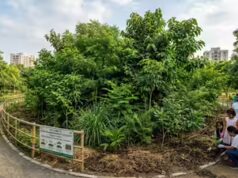 De Tóquio a Delhi: como as ‘florestas Miyawaki’ de rápido crescimento estão remodelando as paisagens urbanas em todo o mundo