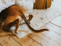 Minhas 6 táticas de alta tecnologia para animais de estimação com medo dos fogos de artifício de 4 de julho