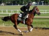 Conheça os cavalos Belmont Stakes correndo na corrida de 2026
